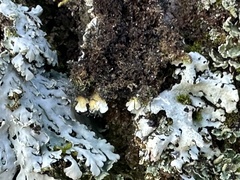 Heterodermia obscurata