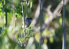 Microspingus cabanisi
