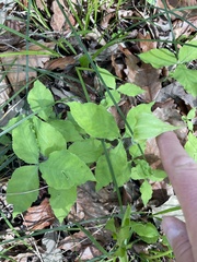 Arisaema acuminatum
