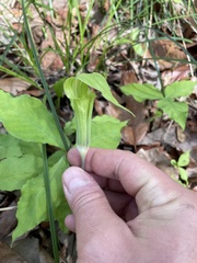Arisaema acuminatum