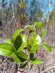 Rhopalocarpus
