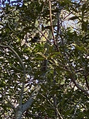 Passerella iliaca