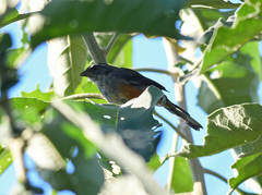 Microspingus cabanisi