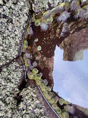 Anthopleura elegantissima