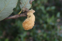 Heteroecus melanoderma