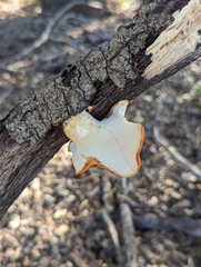 Polyporus mcmurphyi