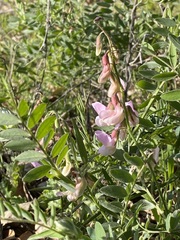 Lathyrus vestitus