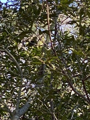 Passerella iliaca