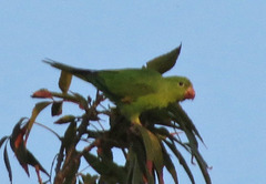 Brotogeris chiriri