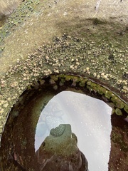 Anthopleura elegantissima