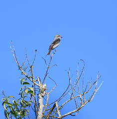 Muscipipra vetula
