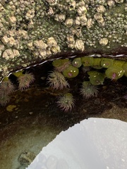 Anthopleura elegantissima