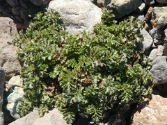 Phacelia pedicellata