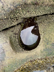 Anthopleura elegantissima