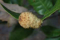 Heteroecus melanoderma