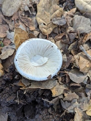 Amanita ocreata
