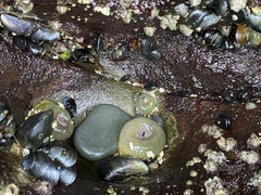 Anthopleura xanthogrammica