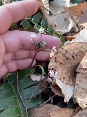 Erigenia bulbosa