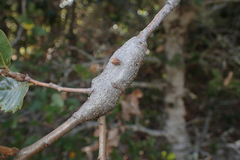 Protobalandricus spectabilis