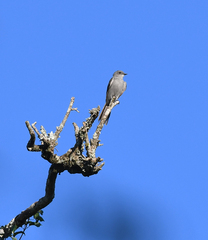 Muscipipra vetula