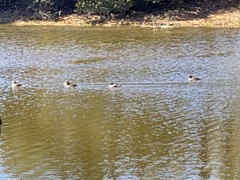 Lophodytes cucullatus