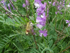 Hemaris fuciformis