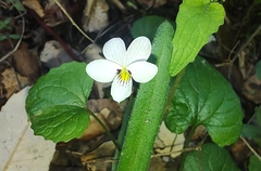Viola ocellata