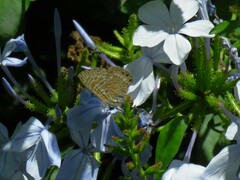 Leptotes trigemmatus