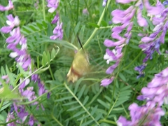 Hemaris fuciformis