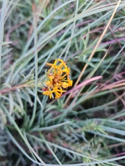 Lasiosiphon capitatus