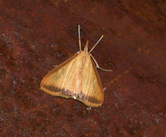 Pyraustinae