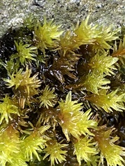 Racomitrium aciculare