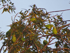 Brotogeris chiriri
