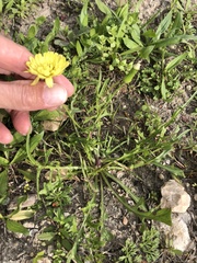 Pyrrhopappus pauciflorus
