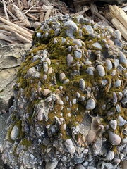 Schistidium maritimum