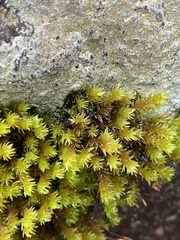 Racomitrium aciculare