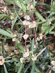Alternanthera denticulata