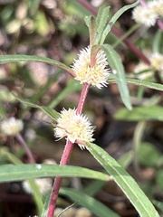 Alternanthera denticulata