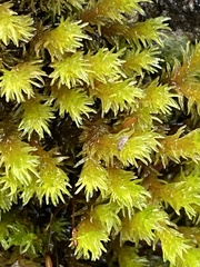 Racomitrium aciculare