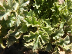 Phacelia pedicellata