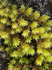 Racomitrium aciculare