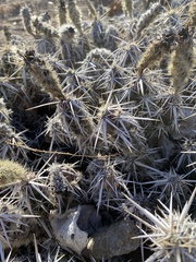 Grusonia clavata