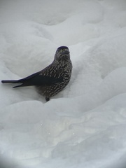 Nucifraga caryocatactes