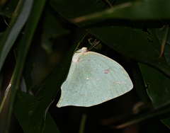 Phoebis neocypris