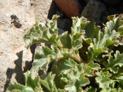Phacelia pedicellata