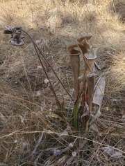 Sarracenia alata