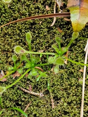 Drosera stenopetala