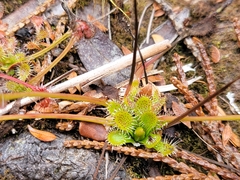 Drosera stenopetala