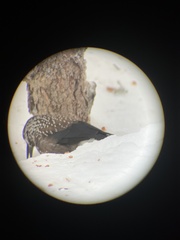 Nucifraga caryocatactes