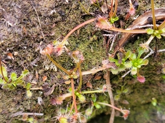 Drosera stenopetala